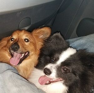 Meet your Posher, Craig